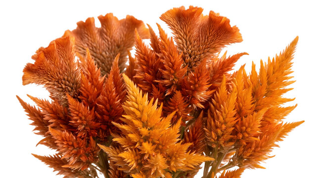 Beautiful orange celosia flowers bouquet isolated on a clean white background studio shot