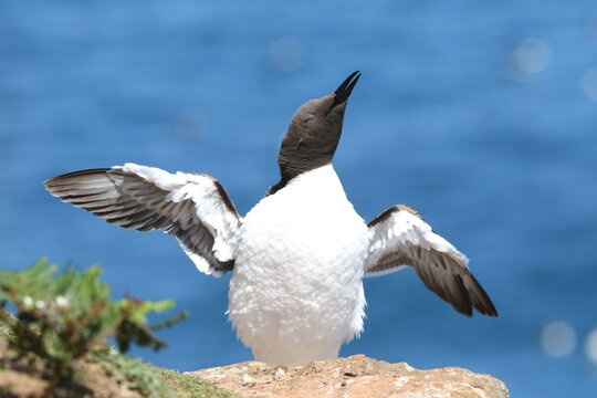 Common Guillemot (Uria aalge) photographed in Skomer
