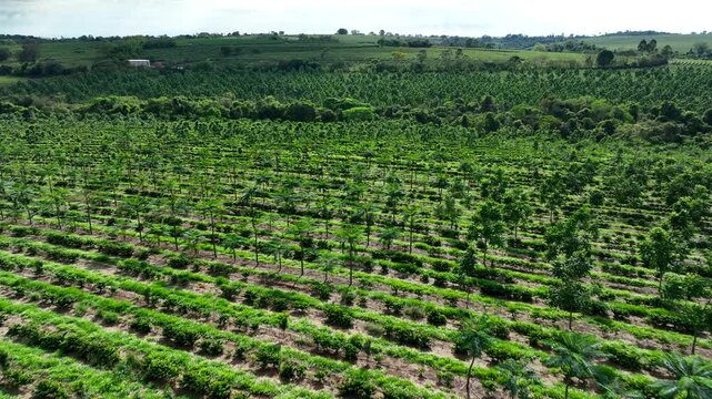 Aerial view of coffee intercropped with macadamia nuts and hardwood trees in agroforestry system