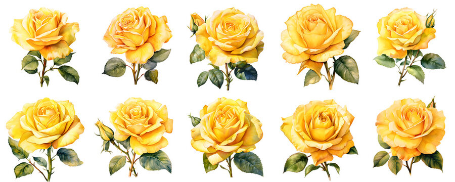 Elegant seamless pattern showcasing beautiful yellow roses against a black backdrop