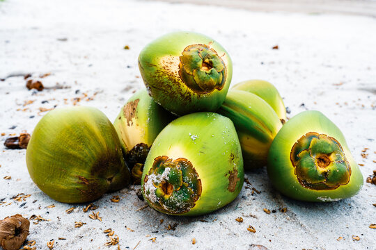 pile of green coconuts on sandy beach