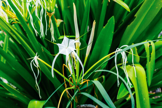 white flower in garden