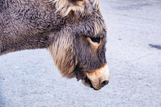 Closeup portrait of a donkey head showing detailed fur texture