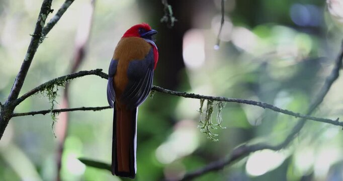 A vibrant Whitehead's Trogon perched on a mossy rainforest branch.