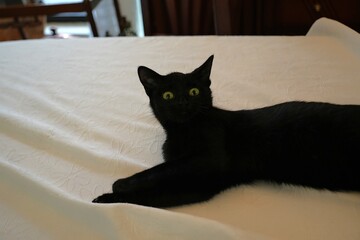 Surprised kitten with funny expression © stephanie