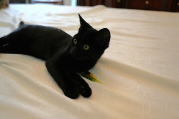 Black kitten with feather on a white table © stephanie