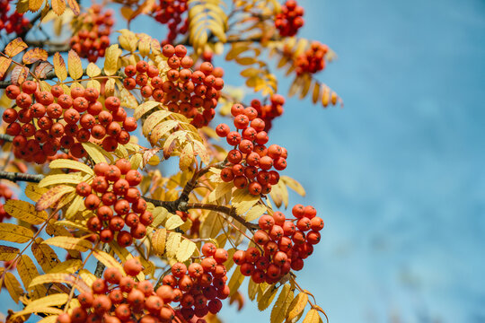 Several bunches of red orange rowan berries crowd a golden leafed branch under soft blue sky