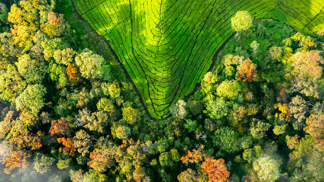 Aerial view of the vibrant green tea plantations at Wonosari Agro Tourism surrounded by lush, colorful forest trees in Kecamatan Singosari, Jawa Timur, Indonesia.