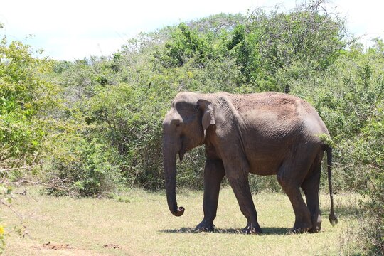 Asian Elephant (Elephas maximus) photographed in Sri Lanka