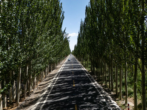 straight road lined with tall poplar trees casting shadows