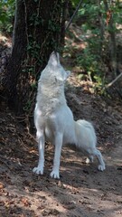 Arctic wolf stretching in a forest © Jacopo