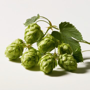 Green hop vine with cone clusters on a plain white backdrop