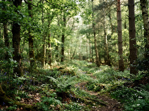 Sunlit forest path through green trees with soft natural light