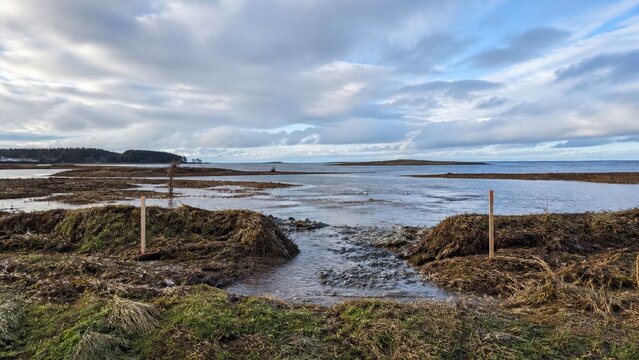 Wetland restoration monitoring baseline of a coastal berm breached after a moderate storm