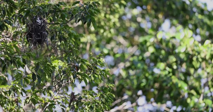 Colourful Long-tailed broadbill bird carrying material back to woven hanging tree nest