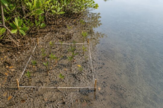 Wetland restoration monitoring square transect with measuring cord among young mangrove seedlings