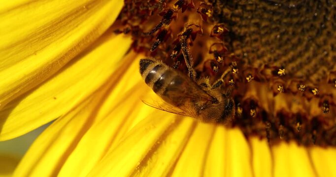 Honey bee collecting nectar from a sunflower in extreme close up