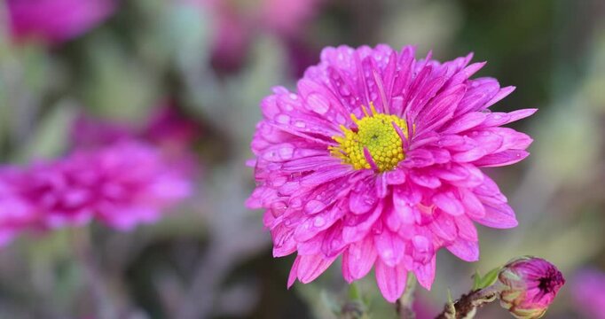 Pink chrysanthemum flower covered with dew drops