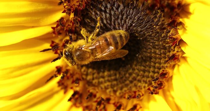 Honey bee pollinating a yellow sunflower