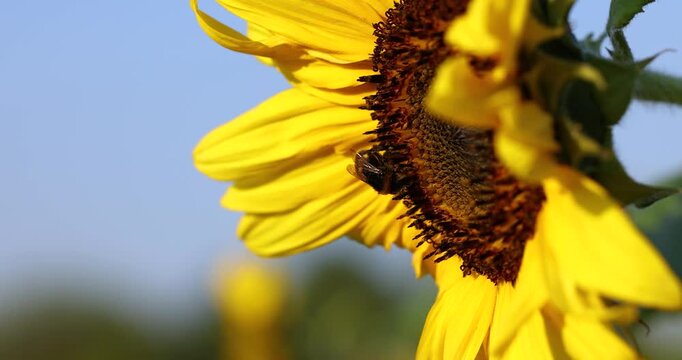 Bumblebee pollinating sunflower head close up