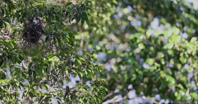 Colourful Long-tailed broadbill bird carrying material back to woven hanging tree nest