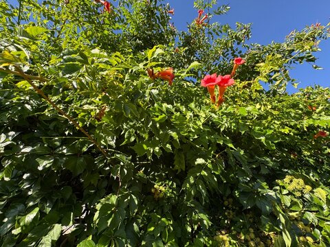 Campsis radicans blooms red. A close-up of trumpet vine flowers (Campsis radicans) in vibrant orange and red, intertwined with lush green foliage against a clear blue sky in a sunny garden.