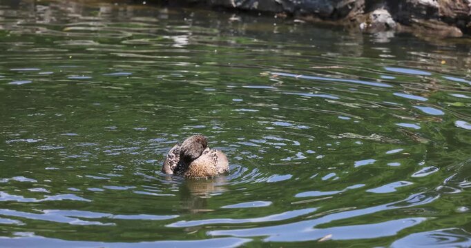 Female mallard duck bathing and splashing in a pond