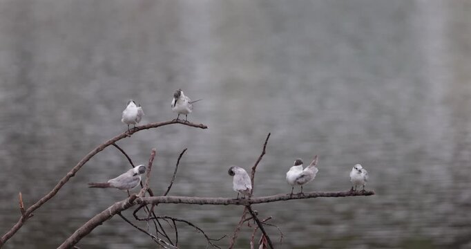 Seagull colony resting on muddy riverbank, one bird coming in to land