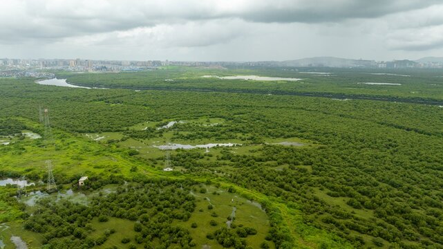 Aerial view of lush mangrove forests and winding creek with power transmission towers and distant city skyline in Navi Mumbai, Maharashtra, India.