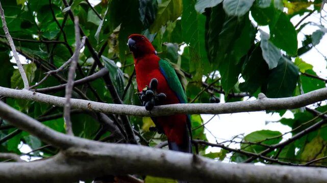 Fijian Crimson shining-parrot eatings seeds from a tree in forest on Kadavu Fiji, South Pacific