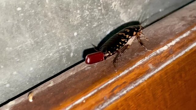 Female Harlequin Cockroach Carrying Brown Ootheca Egg Sac Attached To Abdomen Crawling Indoors