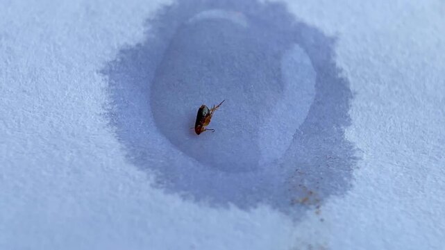 Cat flea (Ctenocephalides felis)