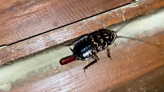 Female Harlequin Cockroach Carrying Ootheca Egg Case on Wood Surface, High Angle Macro