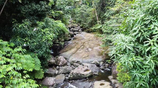 Drone video showing a tropical river at El Yunque rainforest in Puerto Rico surrounded by trees, palm trees and ferns. 