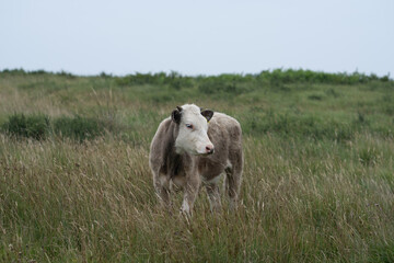 Cow in a field © Jonathan
