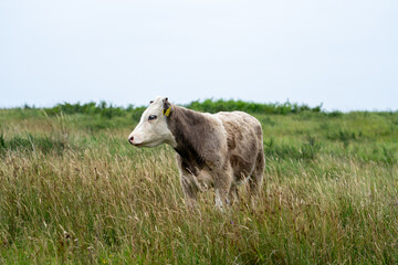 cow in the field © Jonathan
