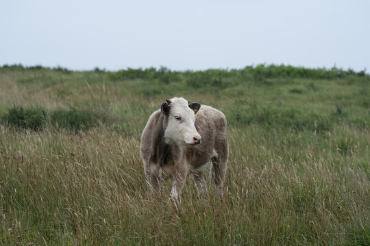 Cow in a field
