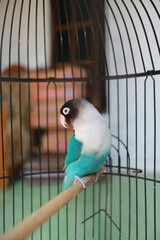 parrot in cage © Bisri