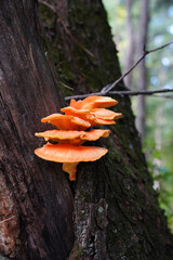 Orange fungus growing on tree in forest © Thomas
