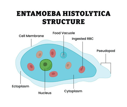 Entamoeba Histolytica Structure labeled diagram, educational parasitology poster, protozoan anatomy, trophozoite, membrane, pseudopod, cytoplasm, nucleus, ectoplasm, food vacuole, ingested RBC