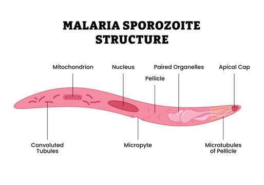 Malaria Sporozoite Structure labeled diagram, educational parasitology poster, Plasmodium anatomy, apical complex, pellicle, microtubules, micropyle, paired organelles, mitochondrion, nucleus