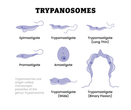 Trypanosomes anatomy labeled diagram, educational parasitology poster, Trypanosoma morphology, protozoan forms, epimastigote, trypomastigote, promastigote, amastigote, binary fission