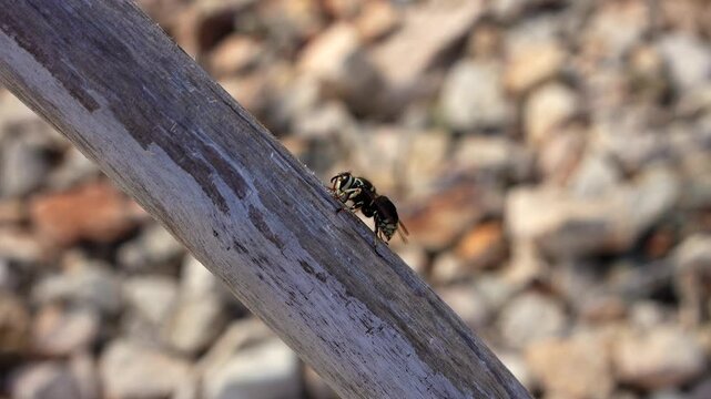 Hornet on dead tree branch creating a hole