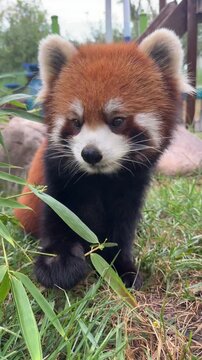red panda eating bamboo