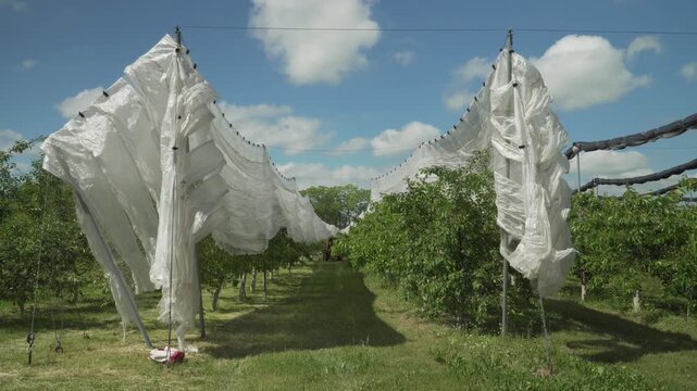 White protective netting drapes over sweet cherry orchard rows under bright summer skies. Workers and farm machinery in the background actively cover fruit trees to prevent bird damage.