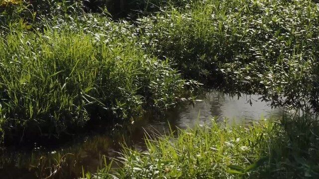 A peaceful stream flowing through a lush green meadow with vibrant grasses and foliage under soft natural sunlight
