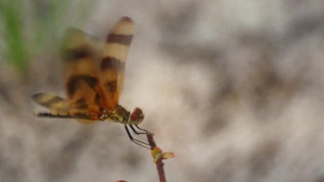 Closeup of a halloween pennant dragonfly with distinctive orange and brown patterned wings perched on a thin plant stem in nature