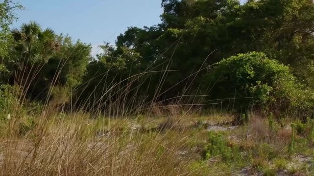 Tall dry grass in a coastal landscape with palm trees and dense green foliage under a clear blue sky in florida