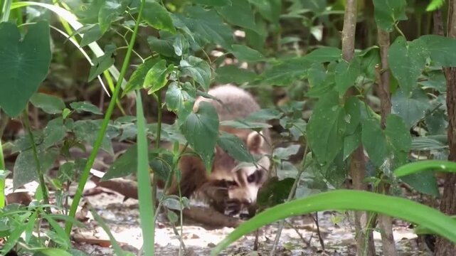 A wild raccoon foraging in the lush green undergrowth of a forest, partially hidden by leaves and branches in its natural habitat