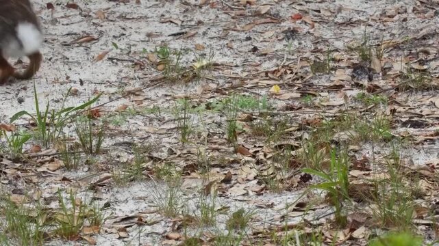 A wild cottontail rabbit sitting on sandy ground covered with dry leaves and sparse grass in a natural outdoor habitat